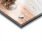 Juvenile Bald Eagle Reflection Acrylic print