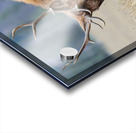 Jasper Elk Acrylic print