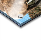 Young Mountain Rams Acrylic print