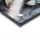 Fox Staredown Acrylic print