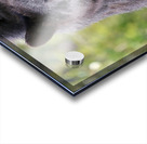 Black Bear Portrait Acrylic print