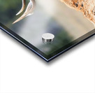 Elk Staredown Acrylic print