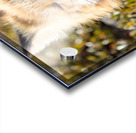 Fox Yawning Acrylic print