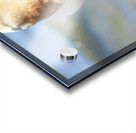 Swan Portrait Acrylic print