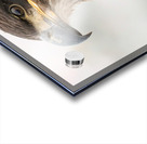 Juvenile Bald Eagle Portrait Acrylic print