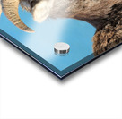 Mountain Ram Portrait Acrylic print