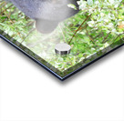 Black Bear Eating Acrylic print