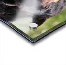 Black Bear Staredown Acrylic print