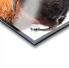 Winter Bison Portrait Acrylic print