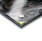 Black Bear eating grass Acrylic print