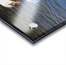 Summer Swan Reflection Acrylic print