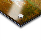 Tranquil Autumn Maple Vibrancy  Acrylic print