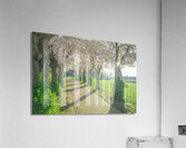Cherry Blossom Pathway Acrylic Print