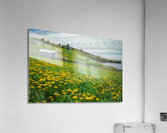 Bonaventure Dandelion Carpet Acrylic Print