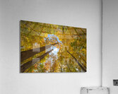 Forest Magical Autumn Glow Acrylic Print