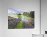 Lavender Field Dreams Acrylic Print