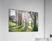 Morning Spring Freshness Acrylic Print