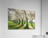 Spencer Park Cherry Blossom Splendor Acrylic Print