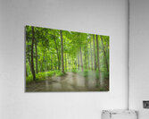 Summer fresh forest glow Acrylic Print