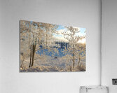 Winter wonderland frost Acrylic Print