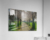 Cherry Blossom Pathway during sunrise Acrylic Print