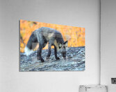 Autumn Crossfox Acrylic Print