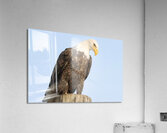 Bald Eagle portrait Acrylic Print