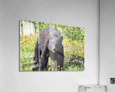 Black Bear Enjoying dandelions Acrylic Print