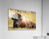 Friendly Giant   Wood Bison Acrylic Print