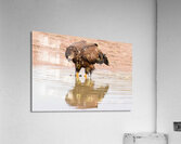 Juvenile Bald Eagle Reflection Acrylic Print