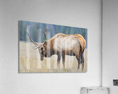 Jasper Elk Acrylic Print
