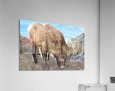 Young Mountain Rams Acrylic Print
