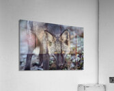 Fox Staredown Acrylic Print