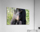 Black Bear Portrait Acrylic Print