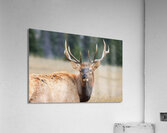 Elk Staredown Acrylic Print