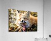 Fox Yawning Acrylic Print