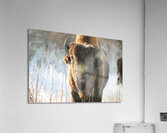Wood Bison in Morning Frost Acrylic Print