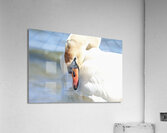 Swan Portrait Acrylic Print