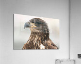 Juvenile Bald Eagle Portrait Acrylic Print