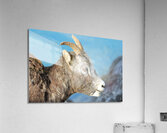 Mountain Ram Portrait Acrylic Print