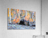Young Crossfox in Autumn Acrylic Print
