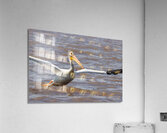 Pelican Takeoff Acrylic Print
