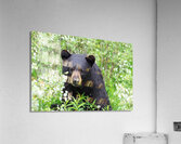 Black Bear Eating Acrylic Print