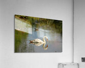Swan Mirror reflections Acrylic Print