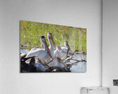 Pelicans relaxing along the Hay River  NWT Acrylic Print