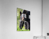 Black Bear Staredown Acrylic Print