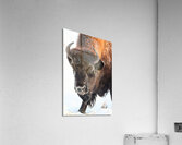 Winter Bison Portrait Acrylic Print