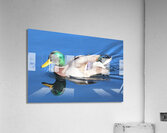 Duck Reflections Impression acrylique