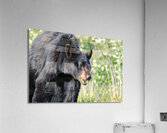 Black Bear eating grass Acrylic Print