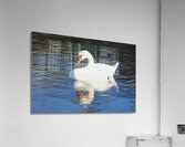 Summer Swan Reflection Acrylic Print